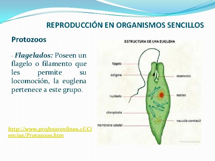 REPRODUCCIÓN EN ORGANISMOS SENCILLOS Protozoos - Flagelados: Poseen un flagelo o filamento que les