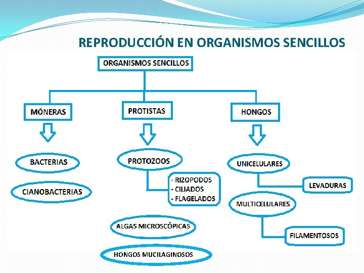REPRODUCCIÓN EN ORGANISMOS SENCILLOS HONGOS MUCILAGINOSOS 