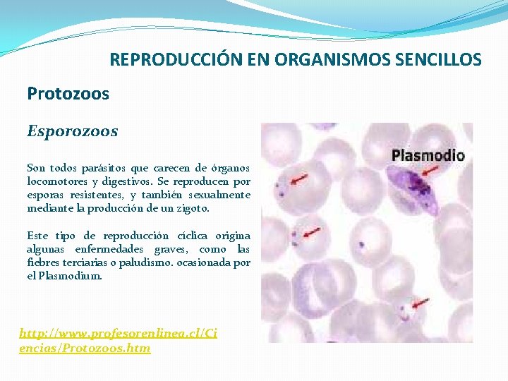 REPRODUCCIÓN EN ORGANISMOS SENCILLOS Protozoos Esporozoos Son todos parásitos que carecen de órganos locomotores