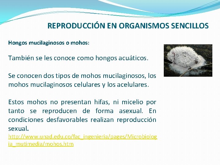 REPRODUCCIÓN EN ORGANISMOS SENCILLOS Hongos mucilaginosos o mohos: También se les conoce como hongos