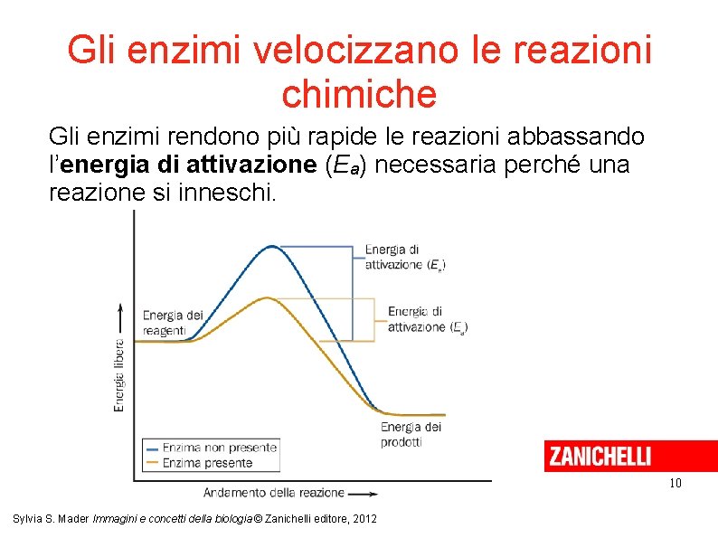 Gli enzimi velocizzano le reazioni chimiche Gli enzimi rendono più rapide le reazioni abbassando