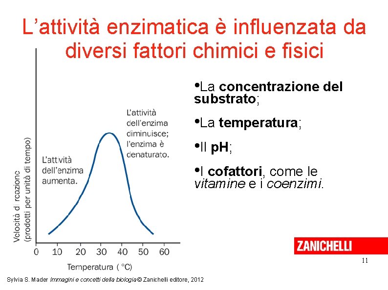 L’attività enzimatica è influenzata da diversi fattori chimici e fisici • La concentrazione del