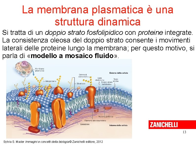 La membrana plasmatica è una struttura dinamica Si tratta di un doppio strato fosfolipidico