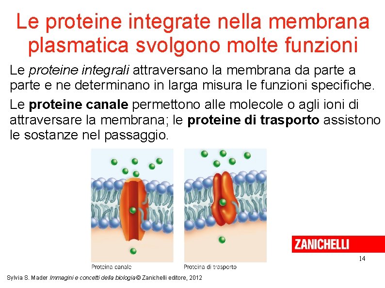 Le proteine integrate nella membrana plasmatica svolgono molte funzioni Le proteine integrali attraversano la