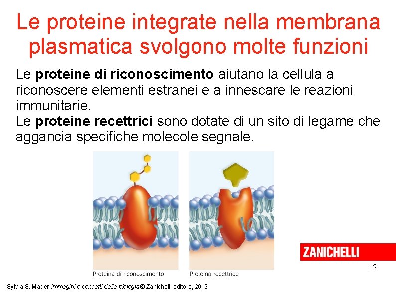 Le proteine integrate nella membrana plasmatica svolgono molte funzioni Le proteine di riconoscimento aiutano