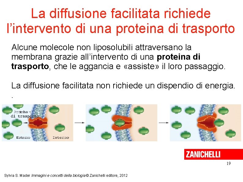 La diffusione facilitata richiede l’intervento di una proteina di trasporto Alcune molecole non liposolubili