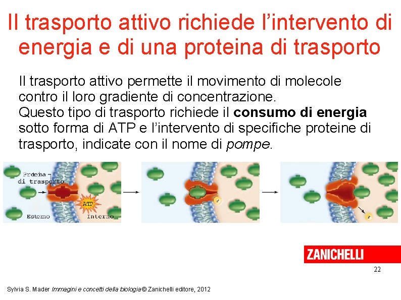 Il trasporto attivo richiede l’intervento di energia e di una proteina di trasporto Il