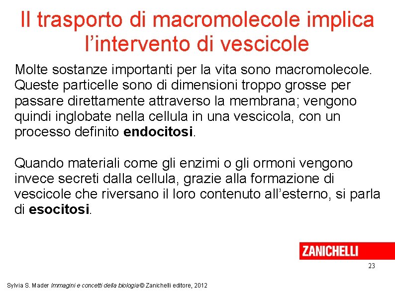 Il trasporto di macromolecole implica l’intervento di vescicole Molte sostanze importanti per la vita