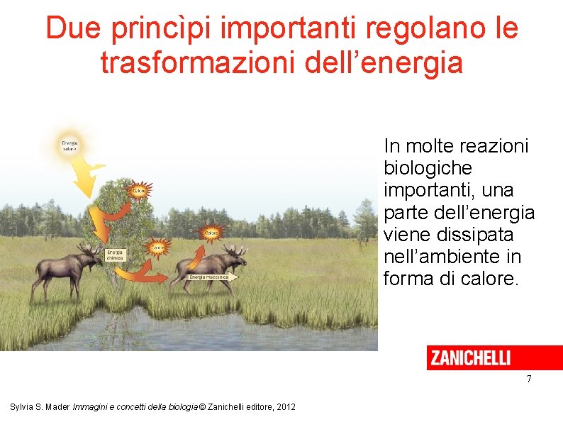 Due princìpi importanti regolano le trasformazioni dell’energia In molte reazioni biologiche importanti, una parte