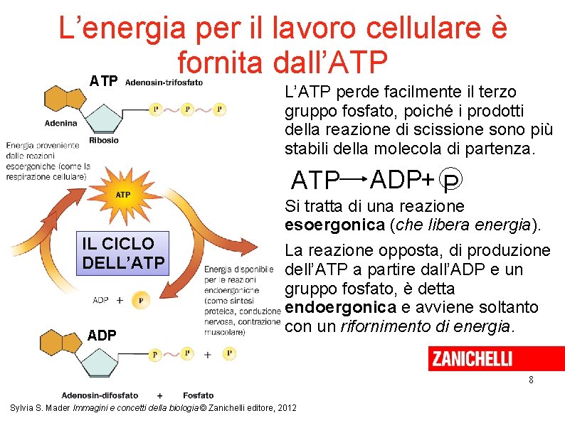 L’energia per il lavoro cellulare è fornita dall’ATP L’ATP perde facilmente il terzo gruppo