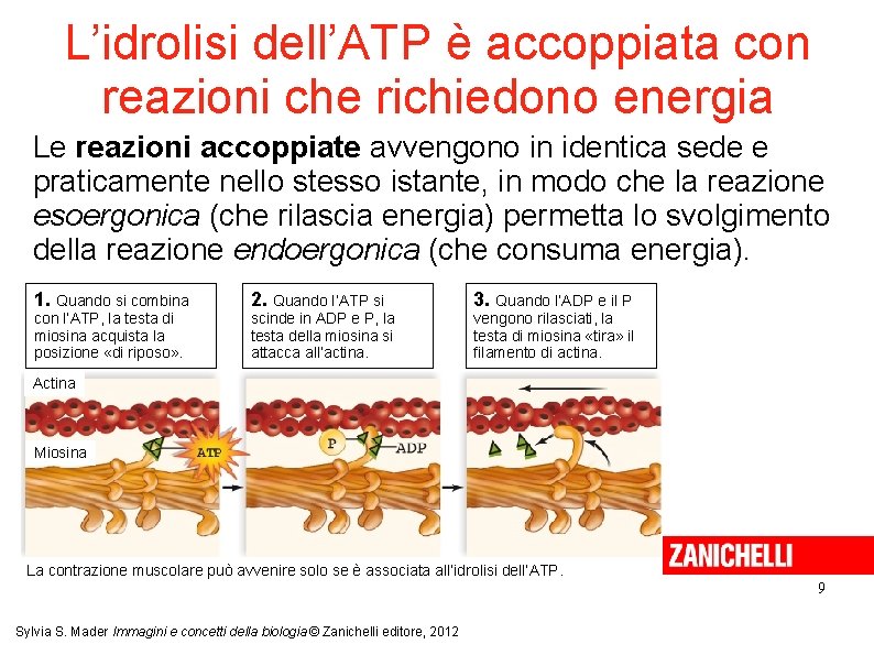 L’idrolisi dell’ATP è accoppiata con reazioni che richiedono energia Le reazioni accoppiate avvengono in