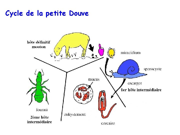 Cycle de la petite Douve 