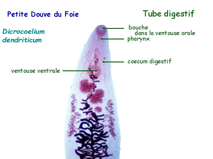 Petite Douve du Foie Dicrocoelium dendriticum Tube digestif bouche dans la ventouse orale pharynx