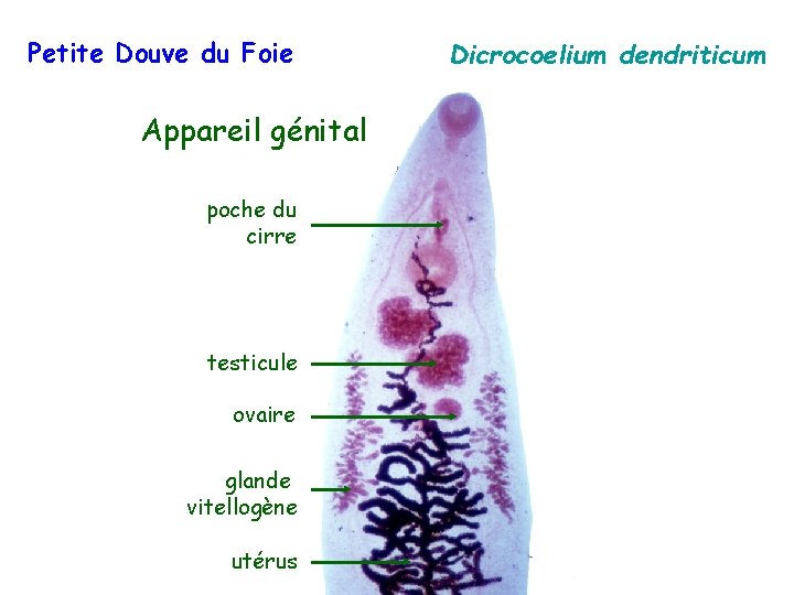 Petite Douve du Foie Appareil génital poche du cirre testicule ovaire glande vitellogène utérus