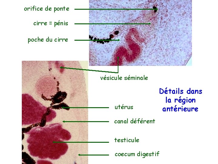 orifice de ponte cirre = pénis poche du cirre vésicule séminale utérus Détails dans