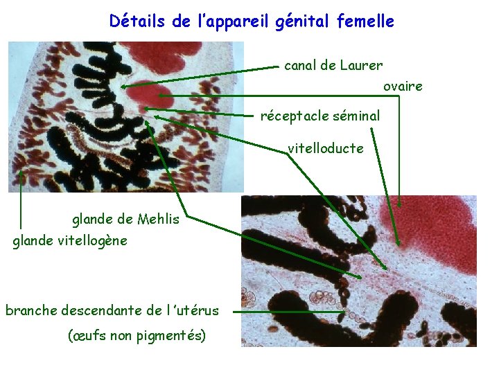 Détails de l’appareil génital femelle canal de Laurer ovaire réceptacle séminal vitelloducte glande de