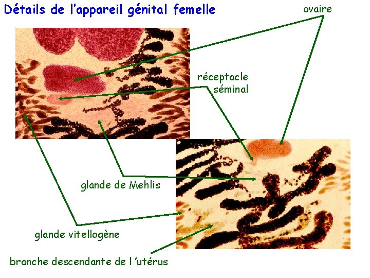 Détails de l’appareil génital femelle réceptacle séminal glande de Mehlis glande vitellogène branche descendante