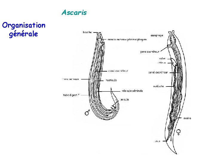 Ascaris Organisation générale 