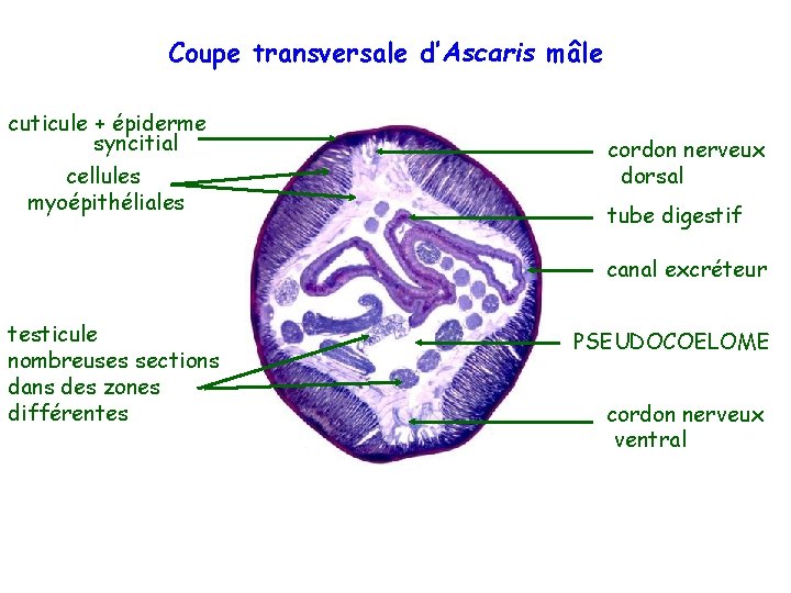 Coupe transversale d’Ascaris mâle cuticule + épiderme syncitial cellules myoépithéliales cordon nerveux dorsal tube