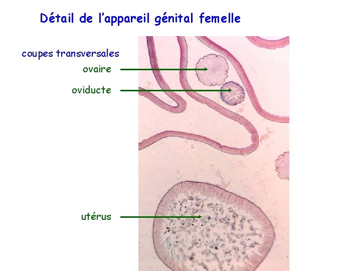 Détail de l’appareil génital femelle coupes transversales ovaire oviducte utérus 