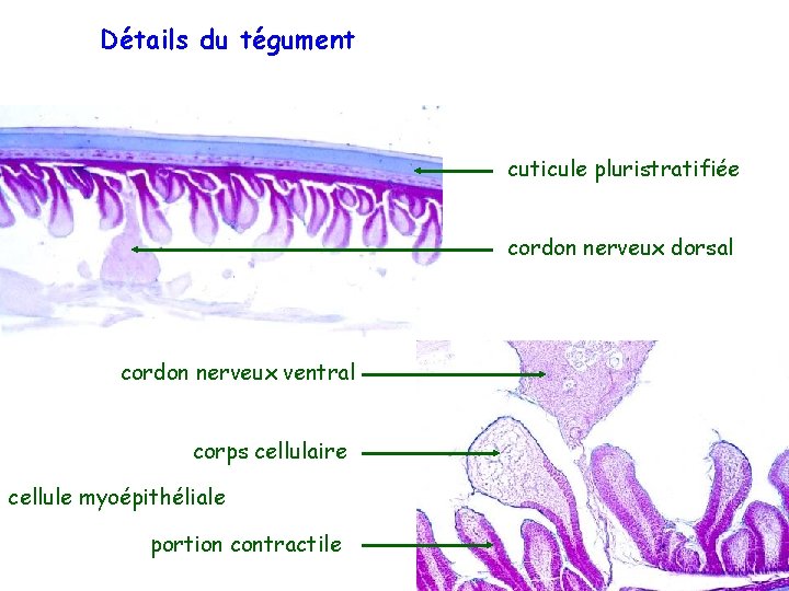 Détails du tégument cuticule pluristratifiée cordon nerveux dorsal cordon nerveux ventral corps cellulaire cellule
