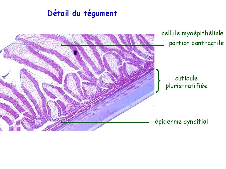 Détail du tégument cellule myoépithéliale portion contractile cuticule pluristratifiée épiderme syncitial 