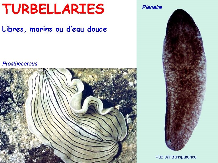 TURBELLARIES Planaire Libres, marins ou d’eau douce Prosthecereus Vue par transparence 