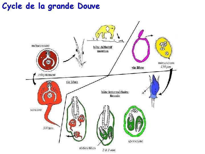 Cycle de la grande Douve 