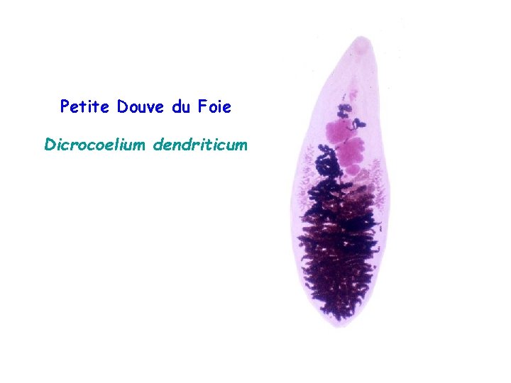 Petite Douve du Foie Dicrocoelium dendriticum 