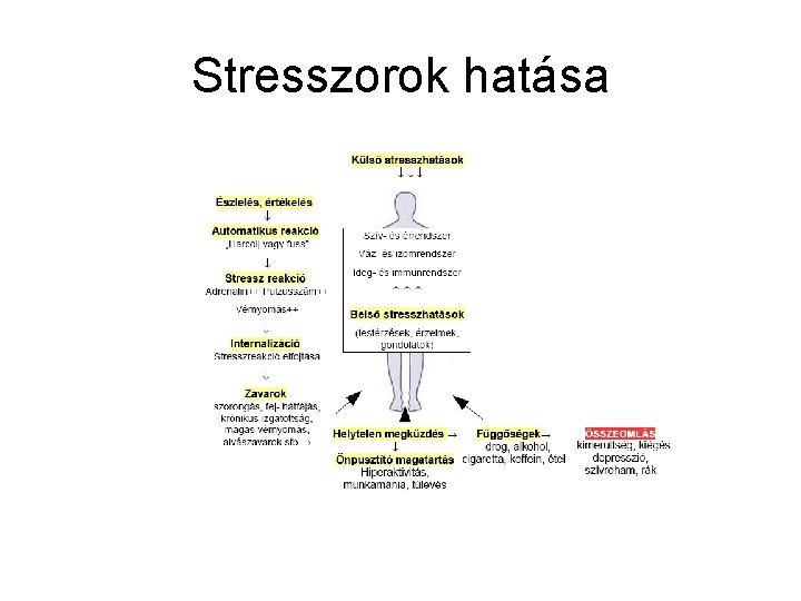 Stresszorok hatása 