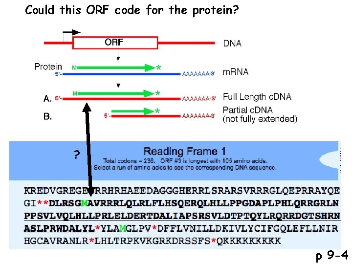 Could this ORF code for the protein? ? p 9 -4 
