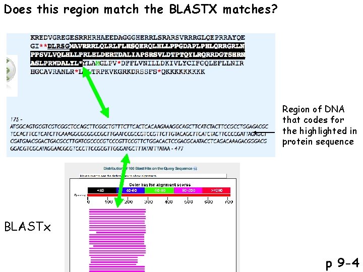 Does this region match the BLASTX matches? Region of DNA that codes for the