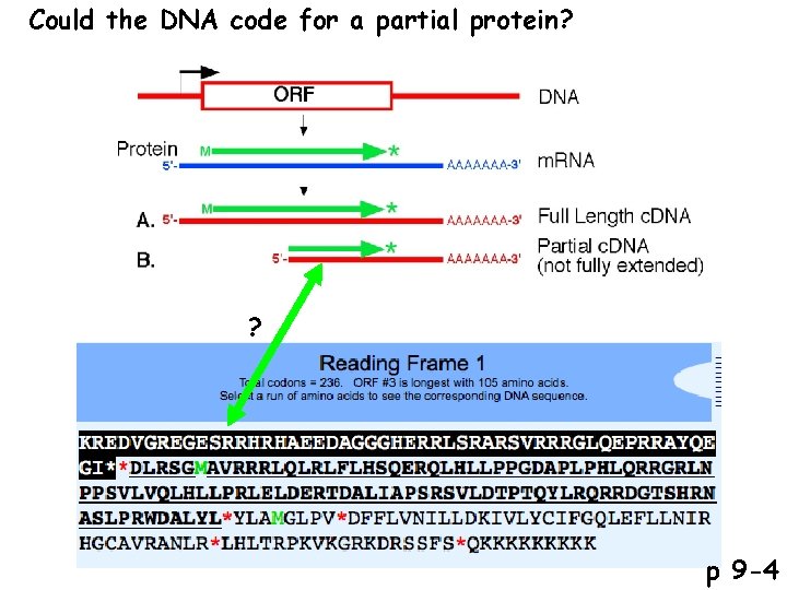 Could the DNA code for a partial protein? ? p 9 -4 