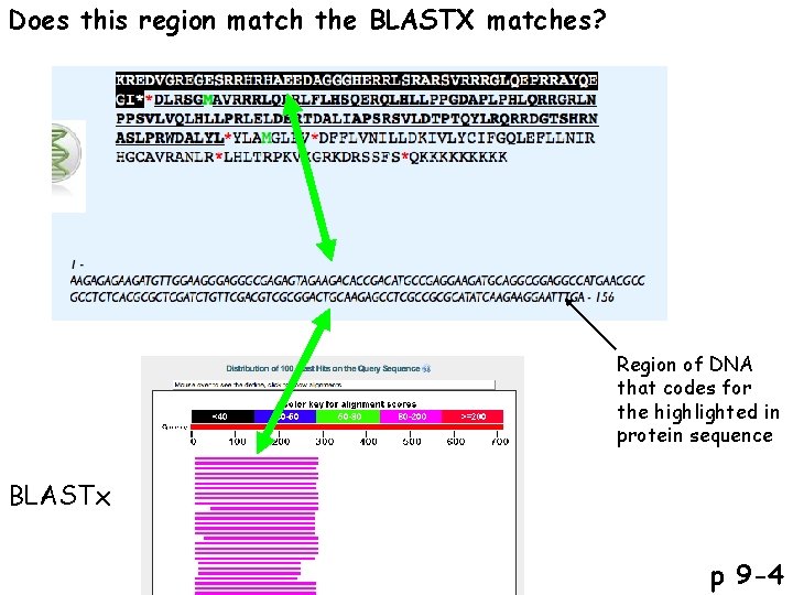 Does this region match the BLASTX matches? Region of DNA that codes for the