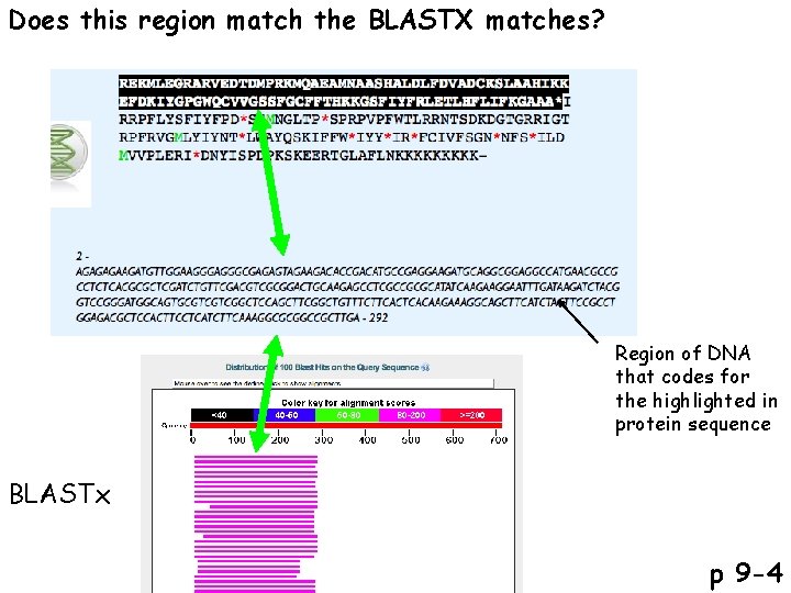 Does this region match the BLASTX matches? Region of DNA that codes for the