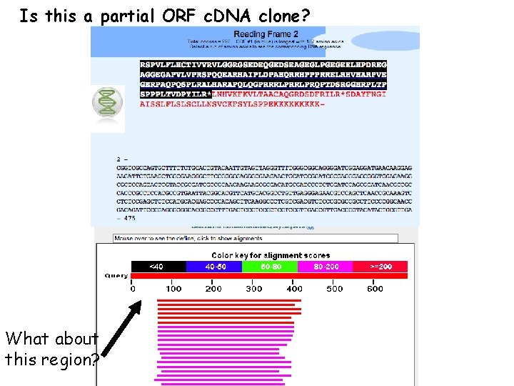 Is this a partial ORF c. DNA clone? What about this region? 