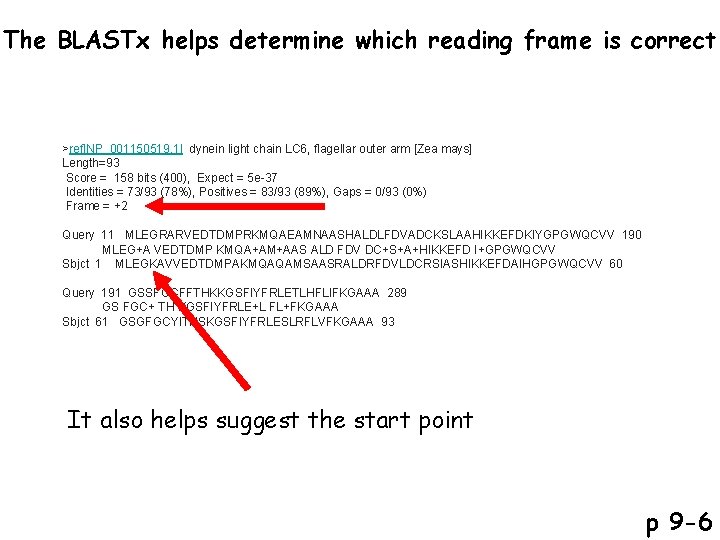 The BLASTx helps determine which reading frame is correct >ref|NP_001150519. 1| dynein light chain