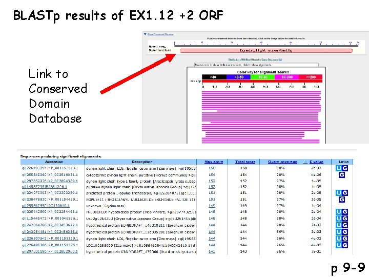 BLASTp results of EX 1. 12 +2 ORF Link to Conserved Domain Database p