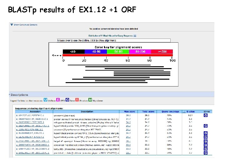 BLASTp results of EX 1. 12 +1 ORF 