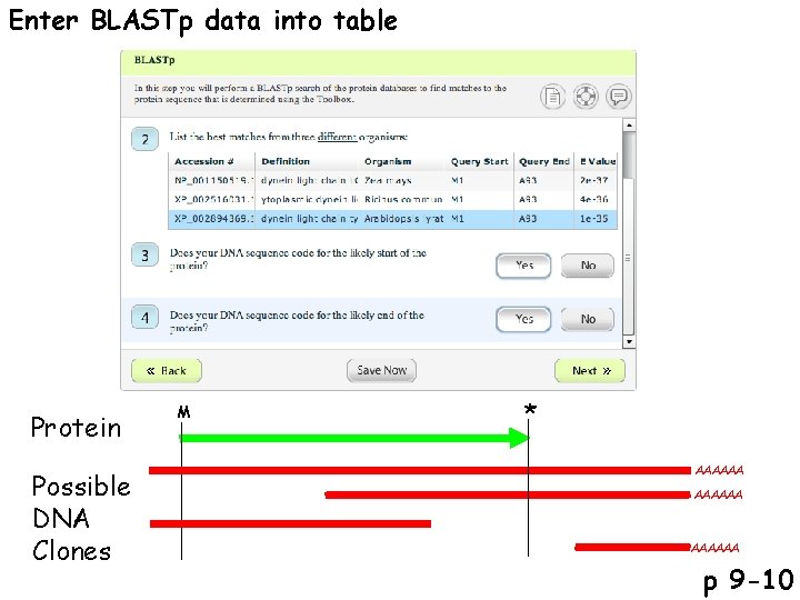 Enter BLASTp data into table Protein Possible DNA Clones M * AAAAAA p 9