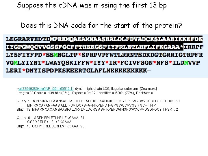 Suppose the c. DNA was missing the first 13 bp Does this DNA code