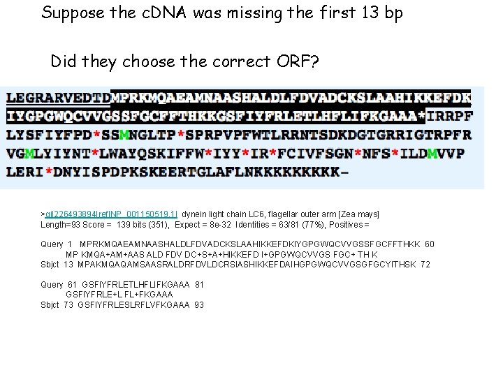 Suppose the c. DNA was missing the first 13 bp Did they choose the