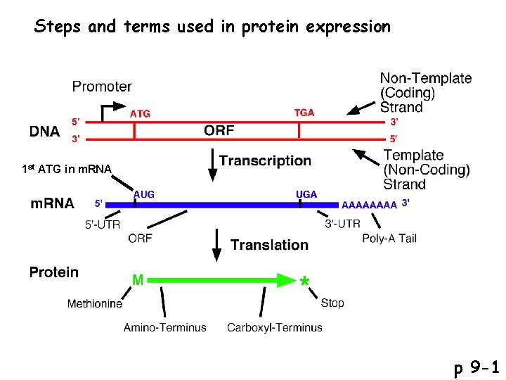 Steps and terms used in protein expression 1 st ATG in m. RNA p