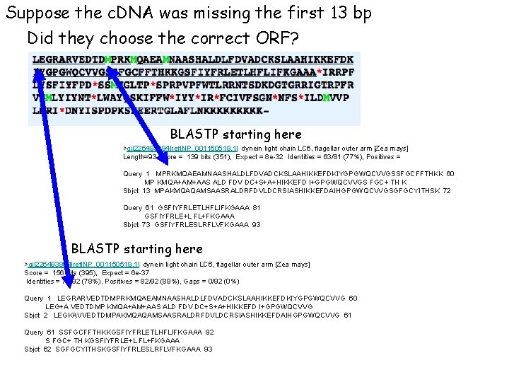 Suppose the c. DNA was missing the first 13 bp Did they choose the