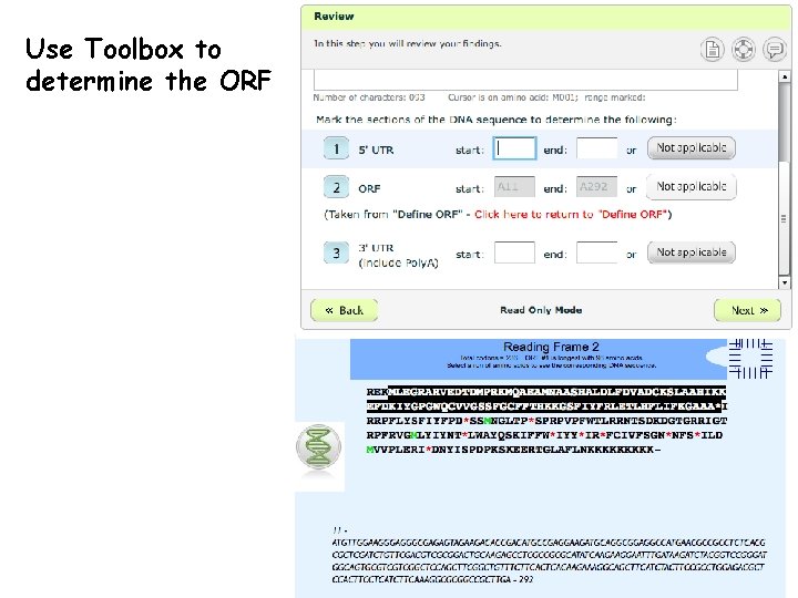 Use Toolbox to determine the ORF 