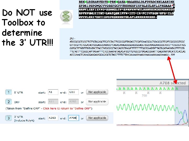 Do NOT use Toolbox to determine the 3’ UTR!!! 