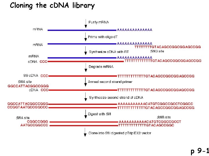 Cloning the c. DNA library p 9 -1 