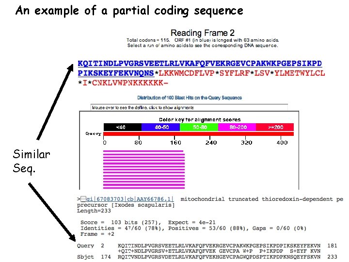 An example of a partial coding sequence Similar Seq. 