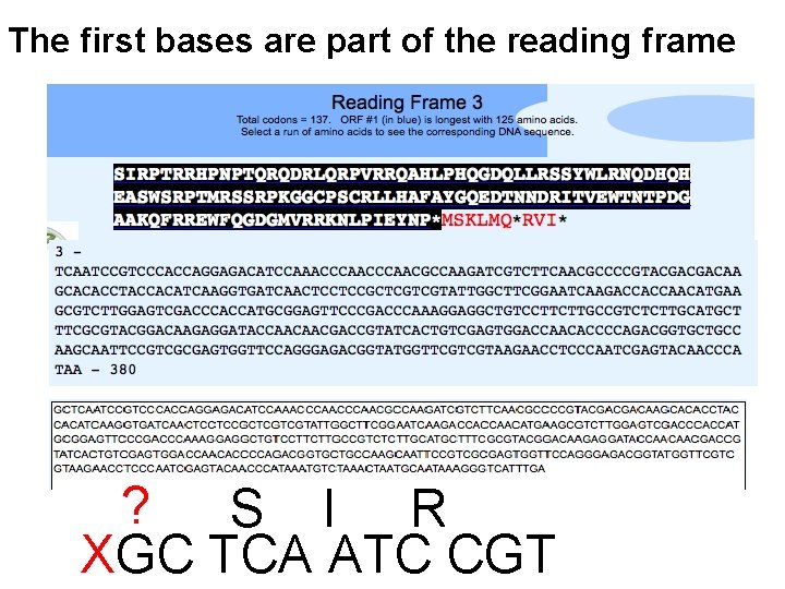 The first bases are part of the reading frame ? S I R XGC