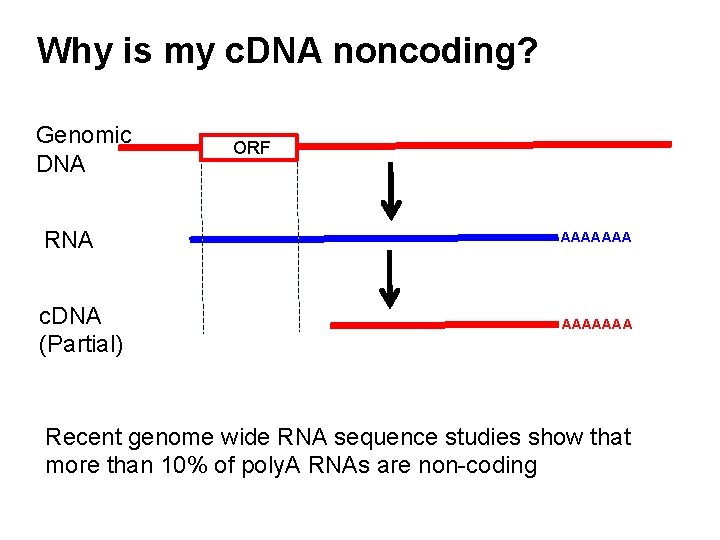 Why is my c. DNA noncoding? Genomic DNA RNA c. DNA (Partial) ORF AAAAAAA
